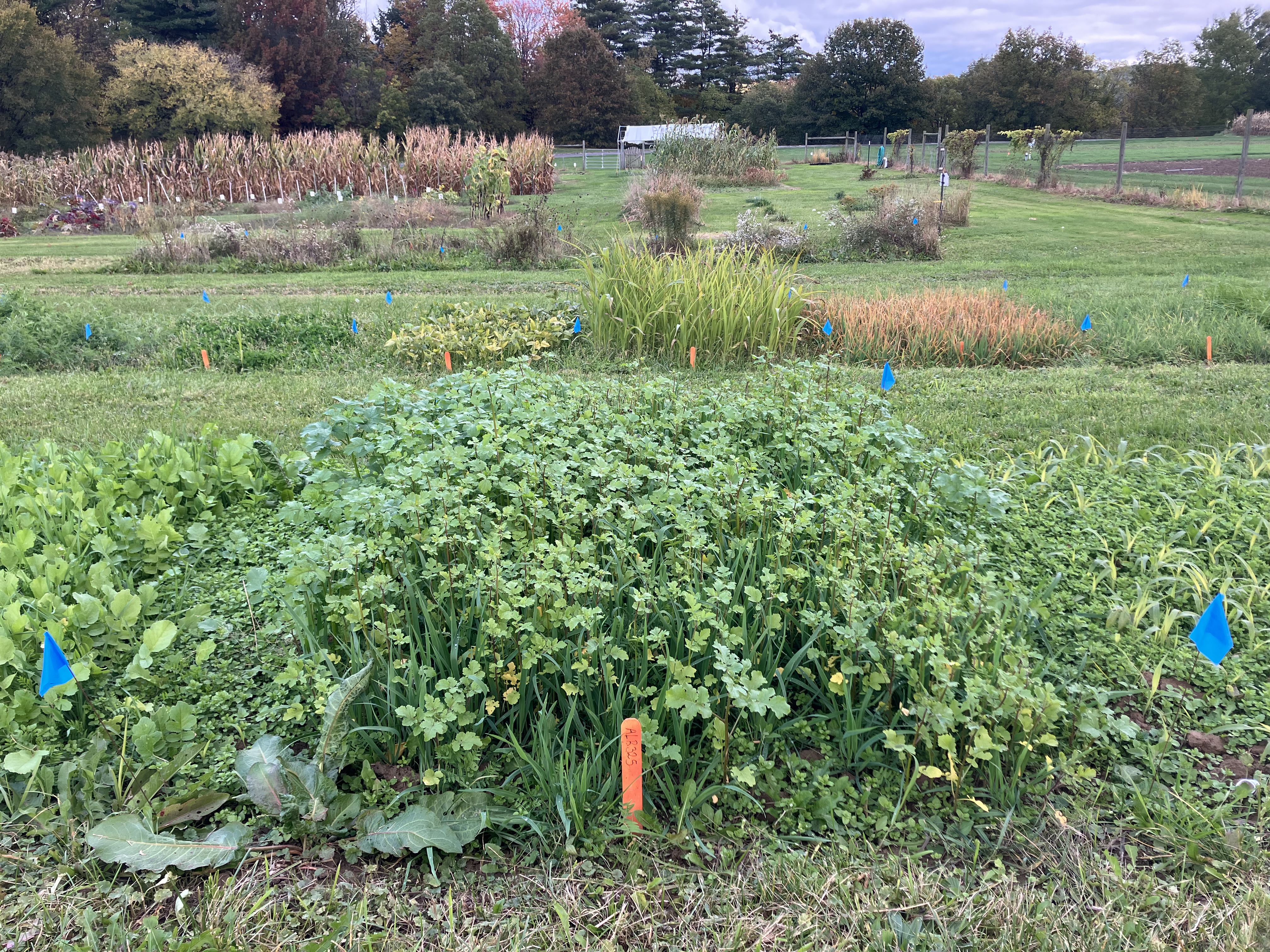 Cover crop example