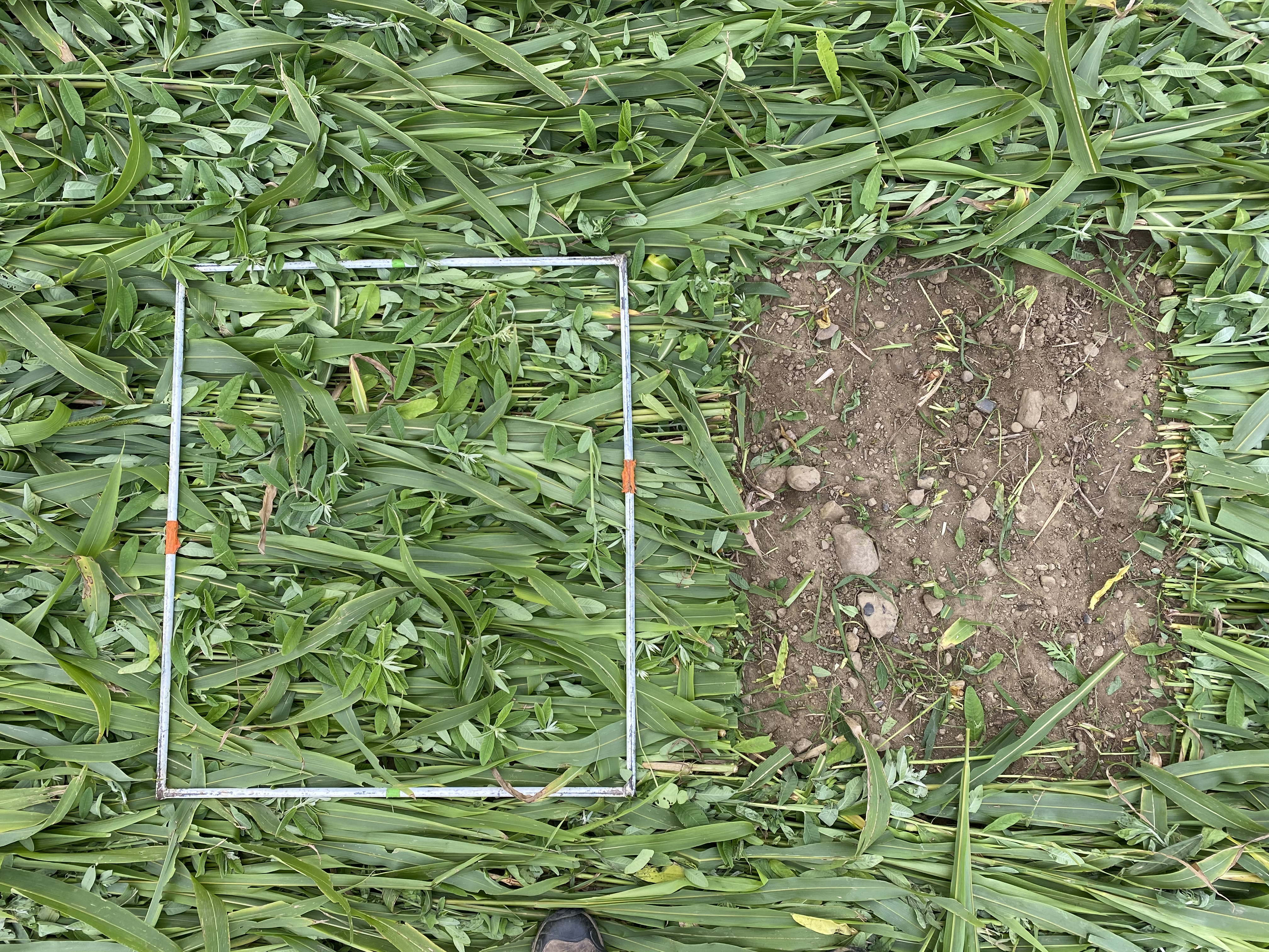 Cover crop mulching experiment