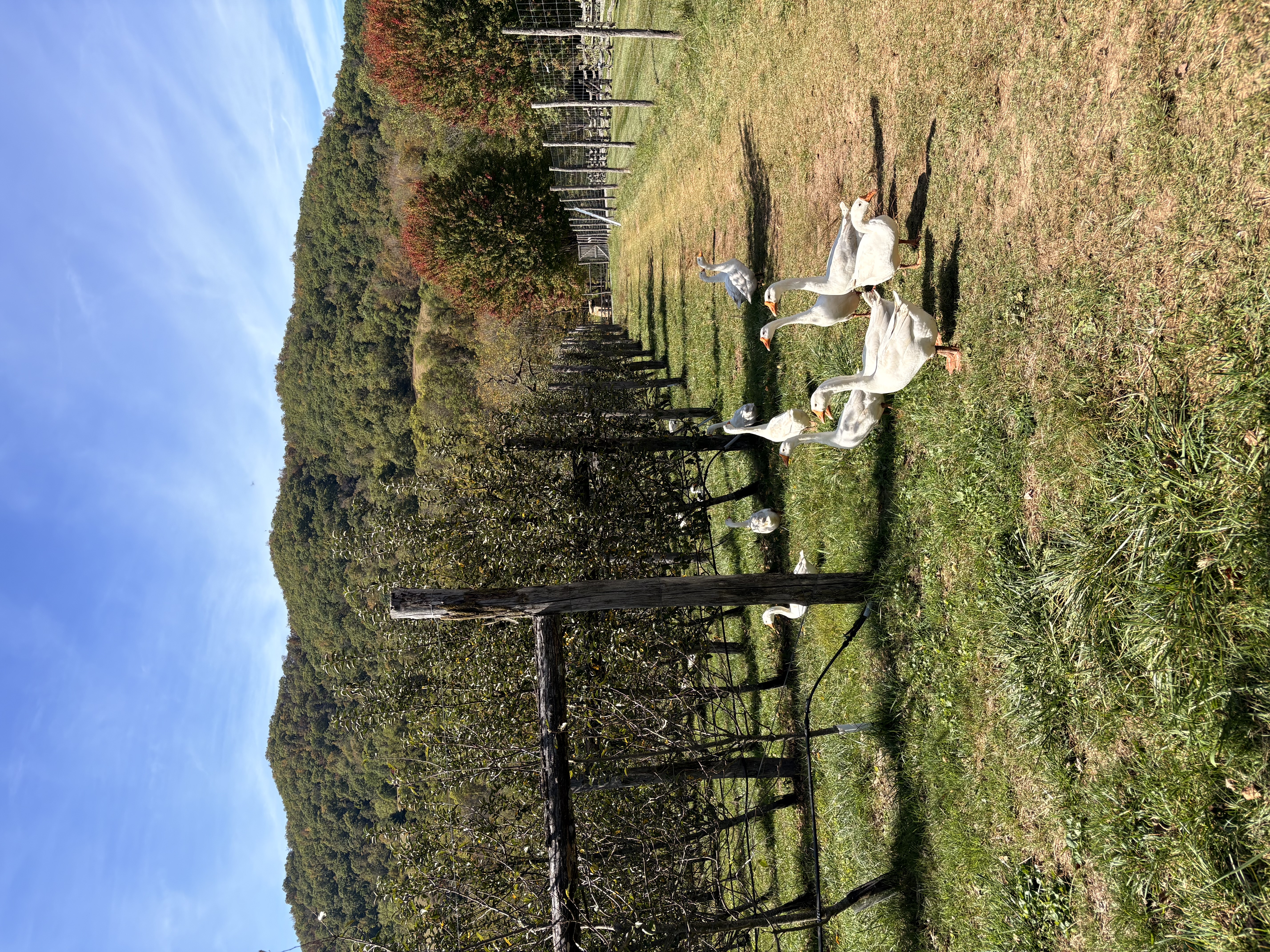 Ducks for apple understory grazing