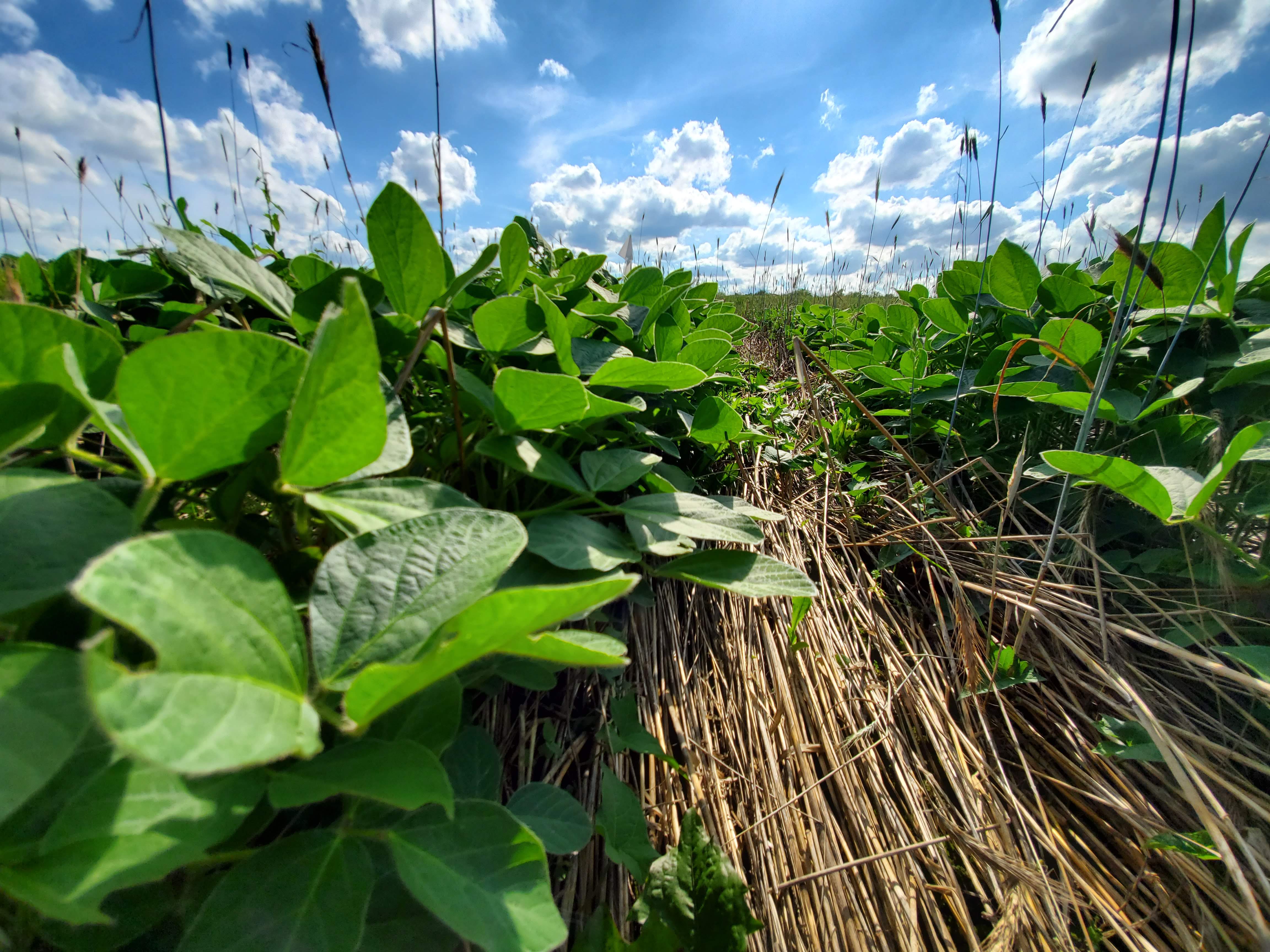 No-till soybean experiment