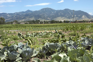 Harvest at MSU's student farm